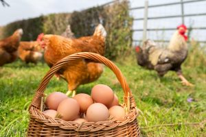 oeufs de poule