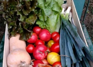 les produits du jardin
